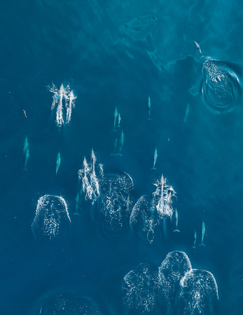 manta ray vs stingray