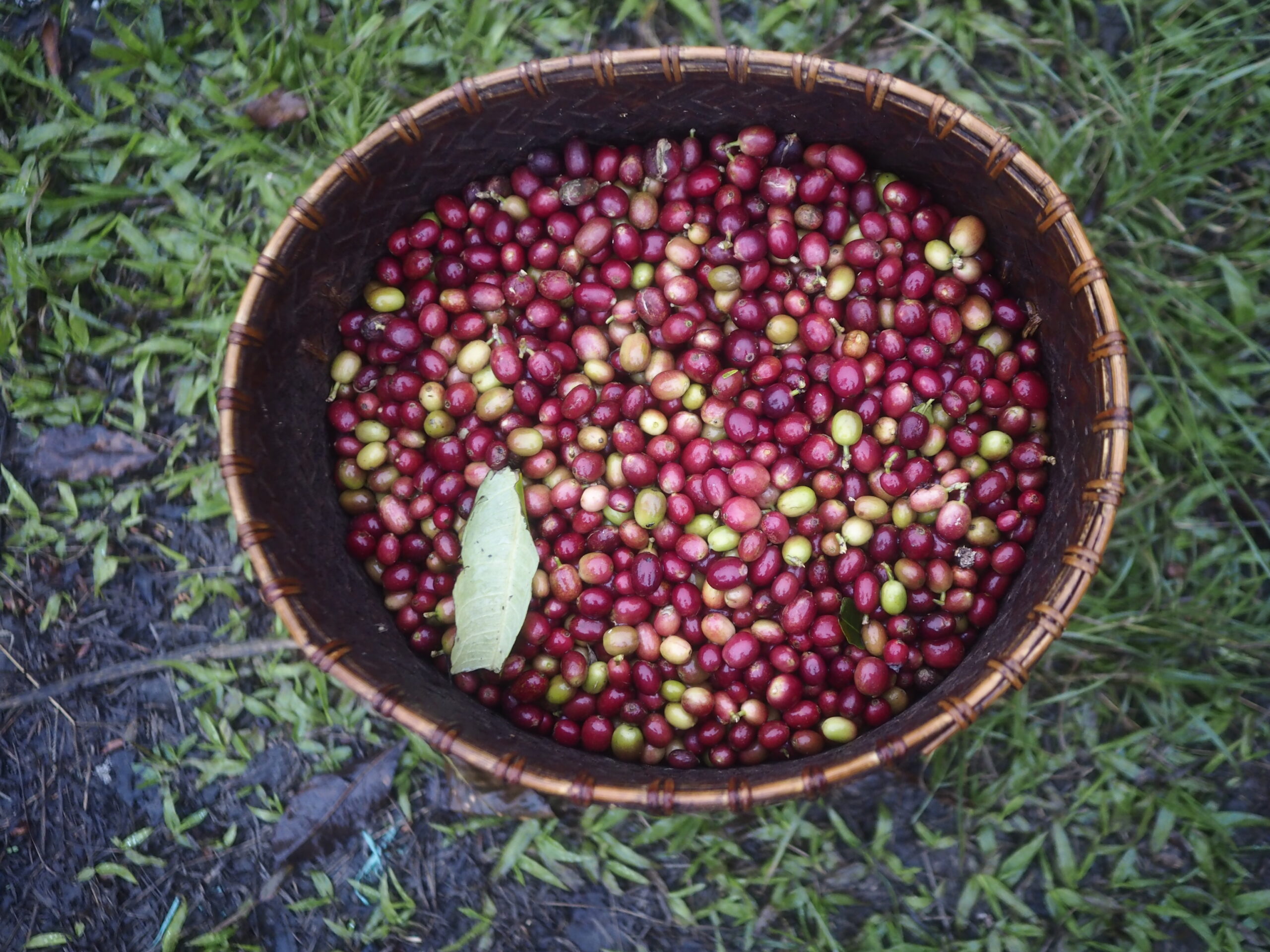 Flores coffee