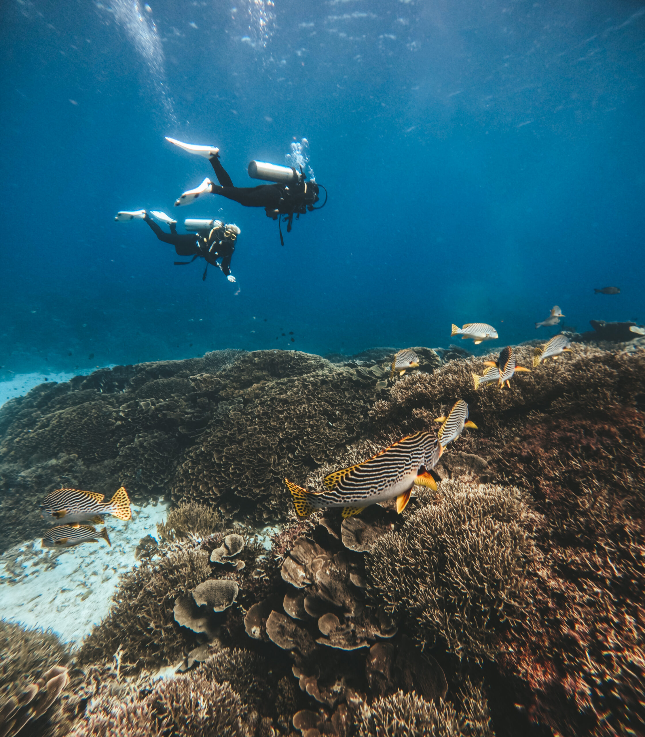 Diving Animals