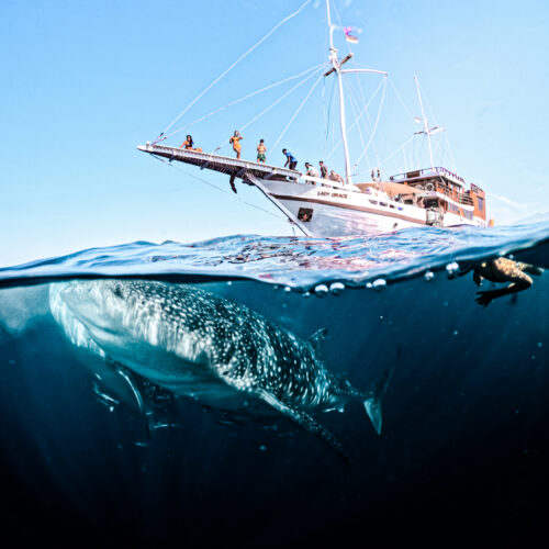 Lombok > Komodo Sailing Adventure 4D3N | LADY GRACE