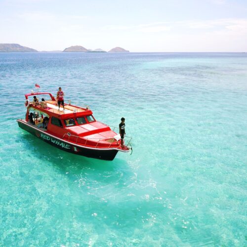 Komodo in One Day | Speedboat Island Cruise Tour | Visit 6 Spots Highlight Destinations!