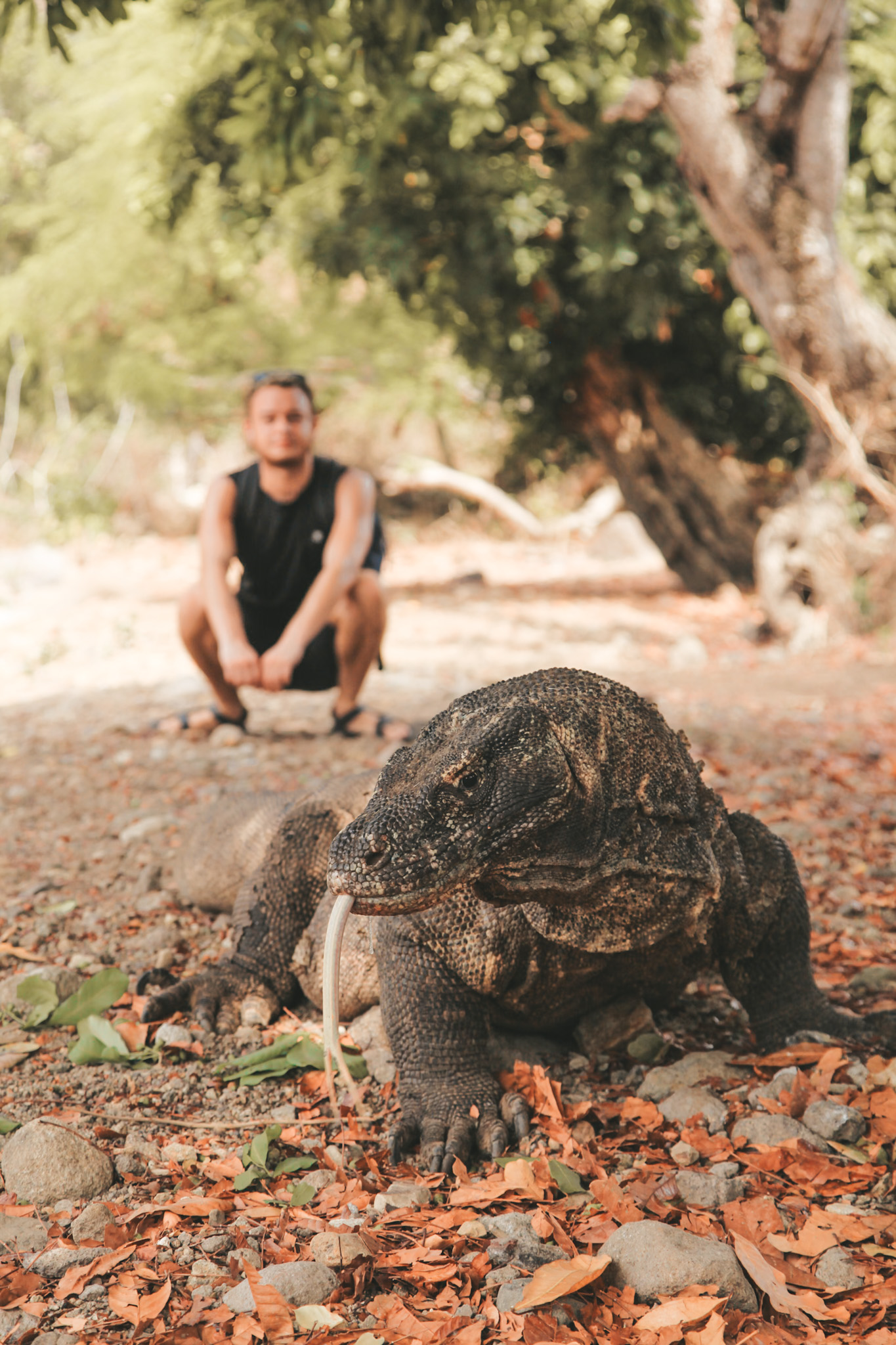 Visit Komodo