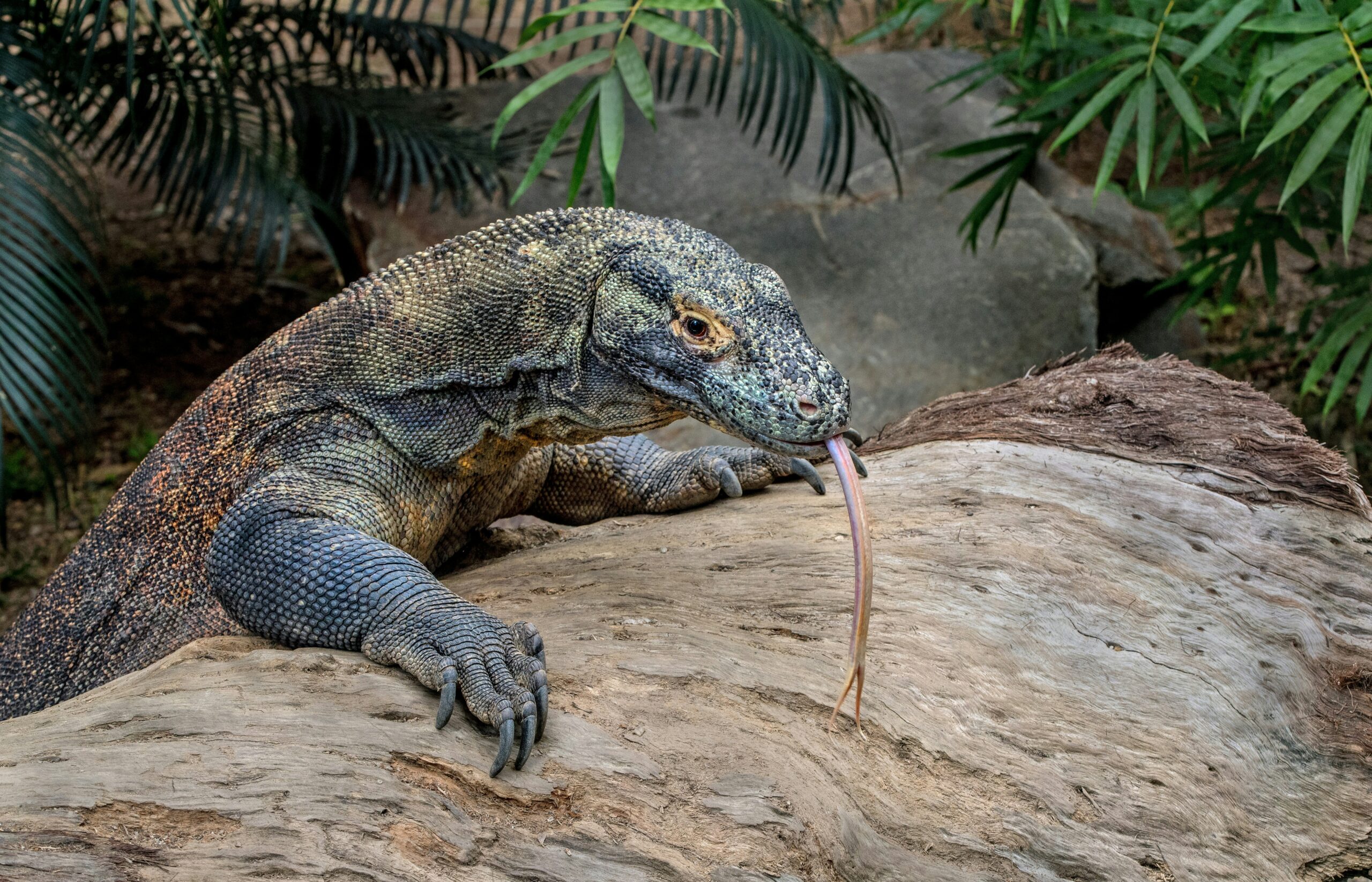 Komodo Adventure