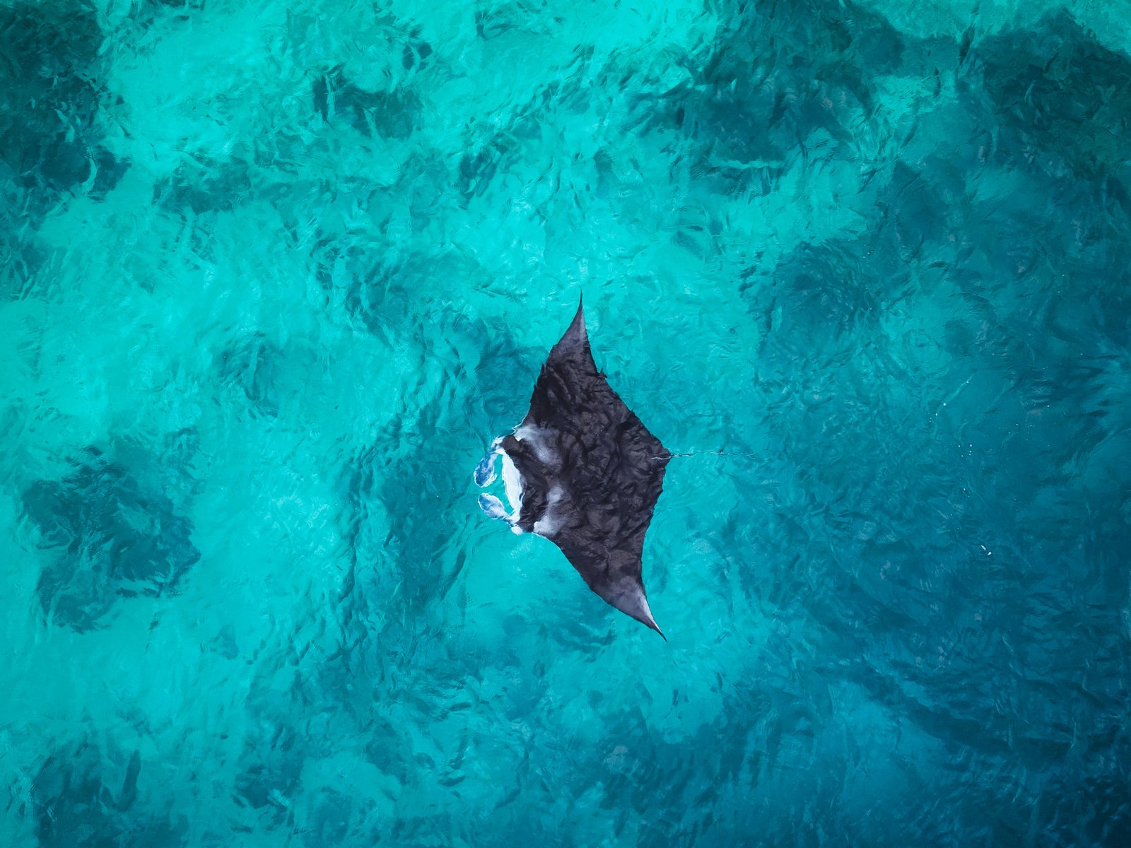 Manta Point
