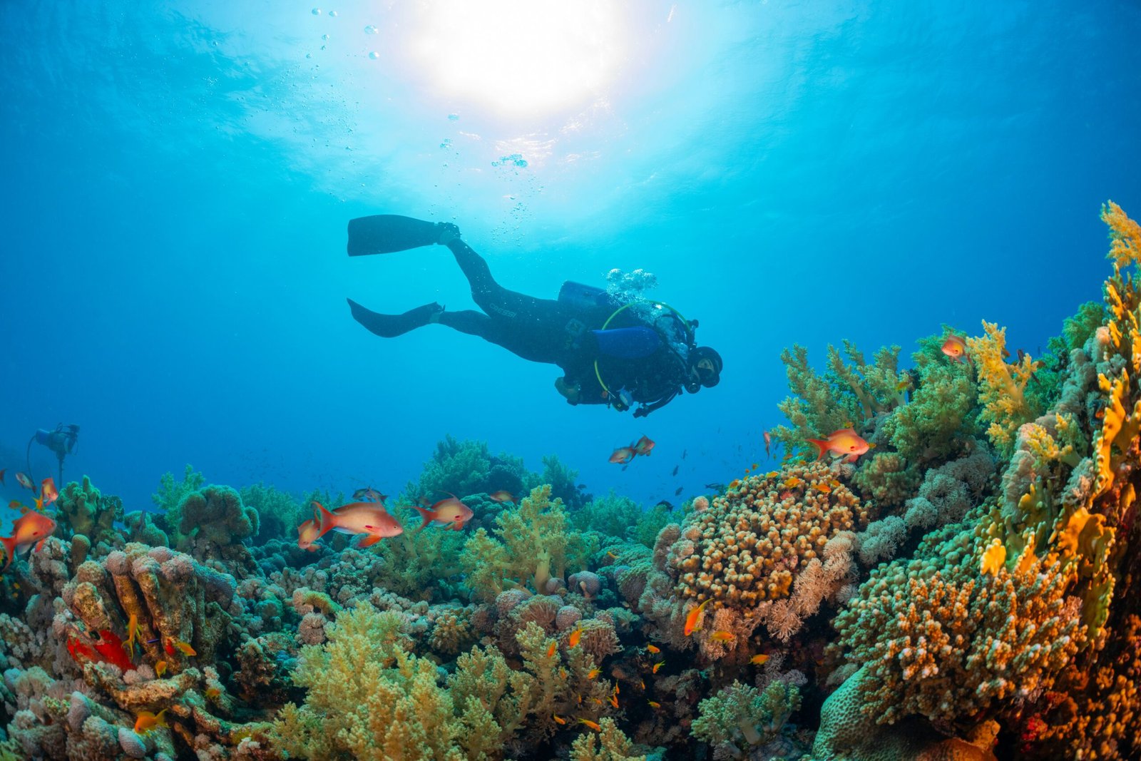 Alor Diving